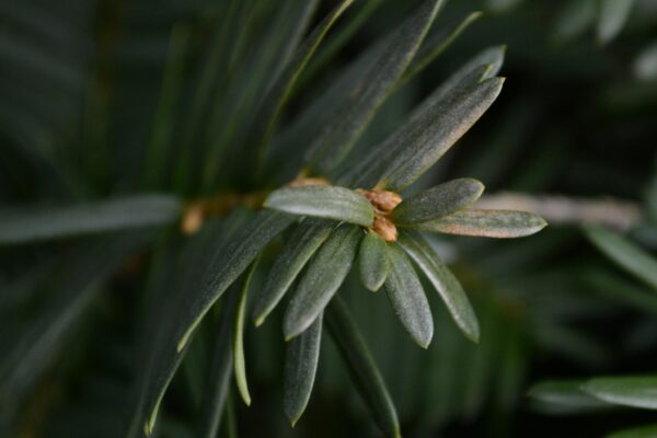 Taxus × media ′Wardii′ - Foliage and Buds