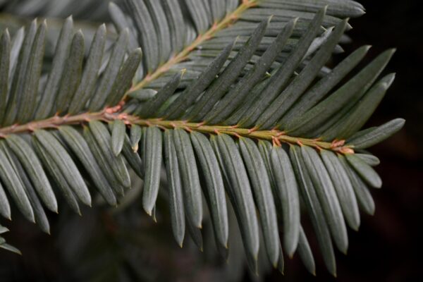 Taxus × media ′Wardii′ - Foliage