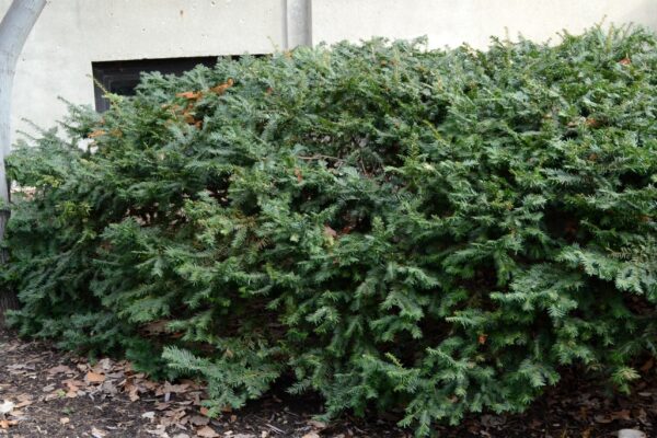 Taxus × media ′Wardii′ - Habit