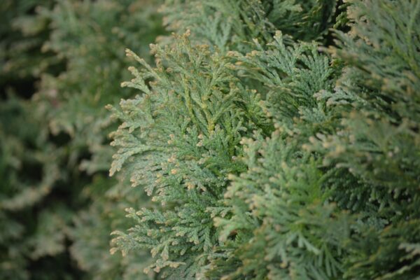 Thuja occidentalis - Foliage