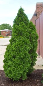 Thuja occidentalis - Overall Habit