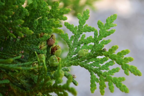 Thuja occidentalis - Awls