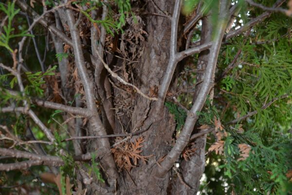 Thuja occidentalis - Bark