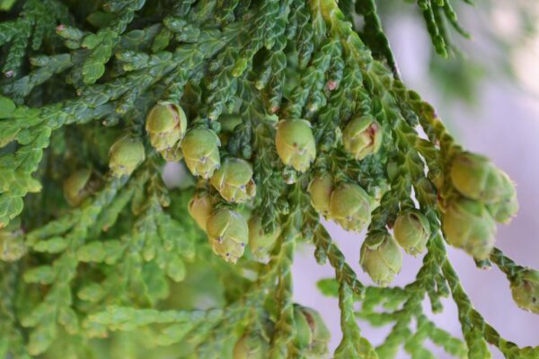 Thuja occidentalis - Fruits