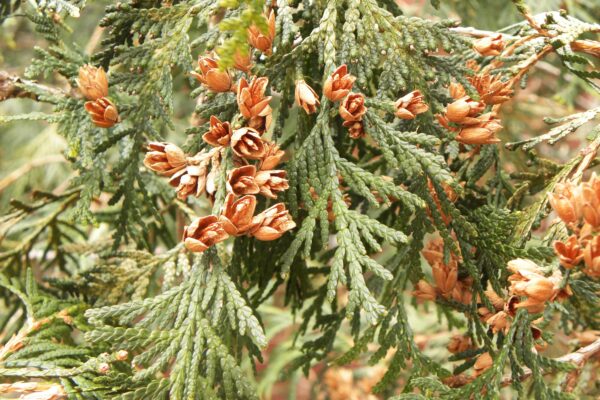 Thuja occidentalis - Foliage and Dried Fruit