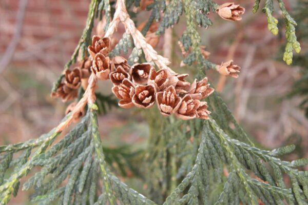 Thuja occidentalis - Dried Fruit