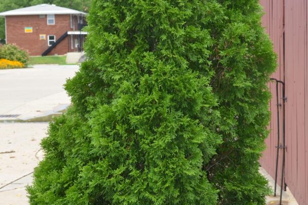 Thuja occidentalis - Overall Habit