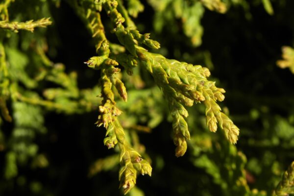 Thuja occidentalis - New Growth