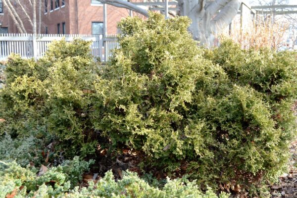 Thuja occidentalis ′Hetz Midget′ - Habit