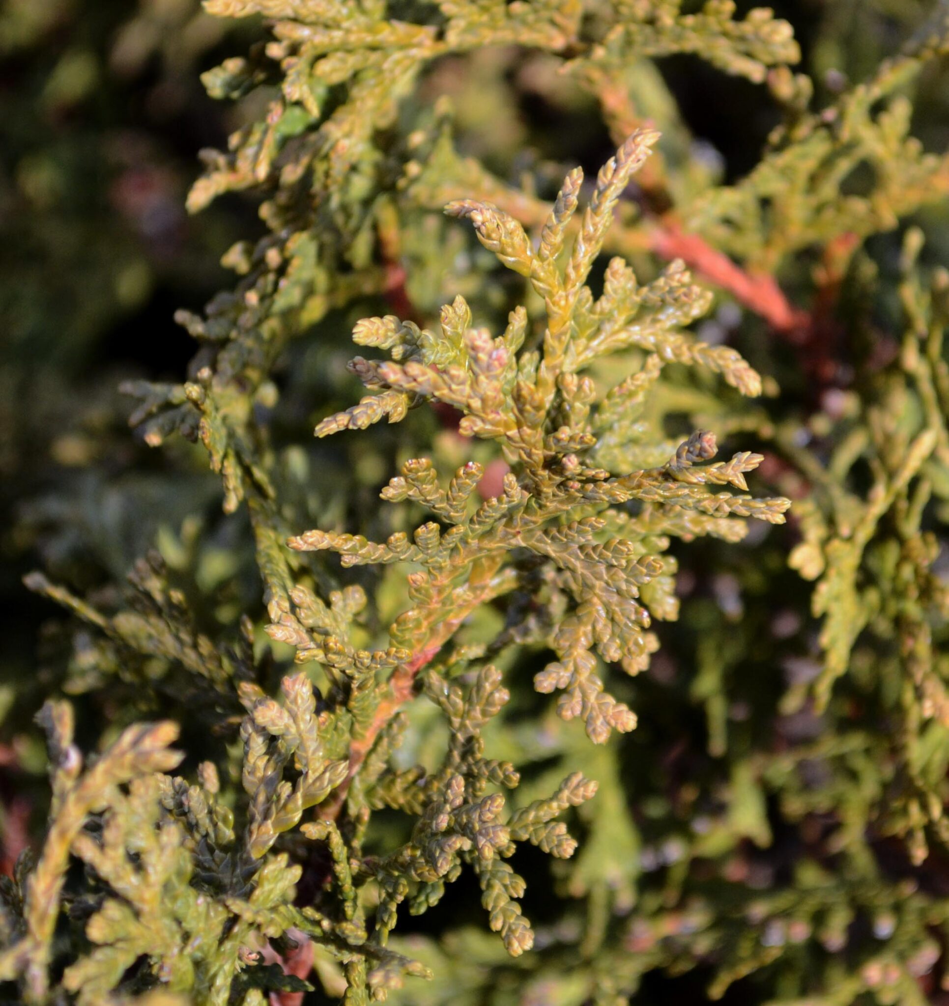 Thuja occidentalis 'Hetz Midget' – Purdue Arboretum Explorer