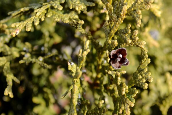 Thuja occidentalis ′Hetz Midget′ - Remnant Fruit