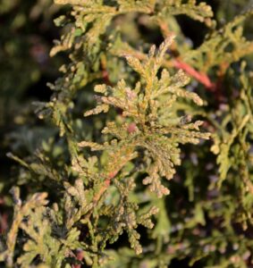 Thuja occidentalis ′Hetz Midget′ - Foliage