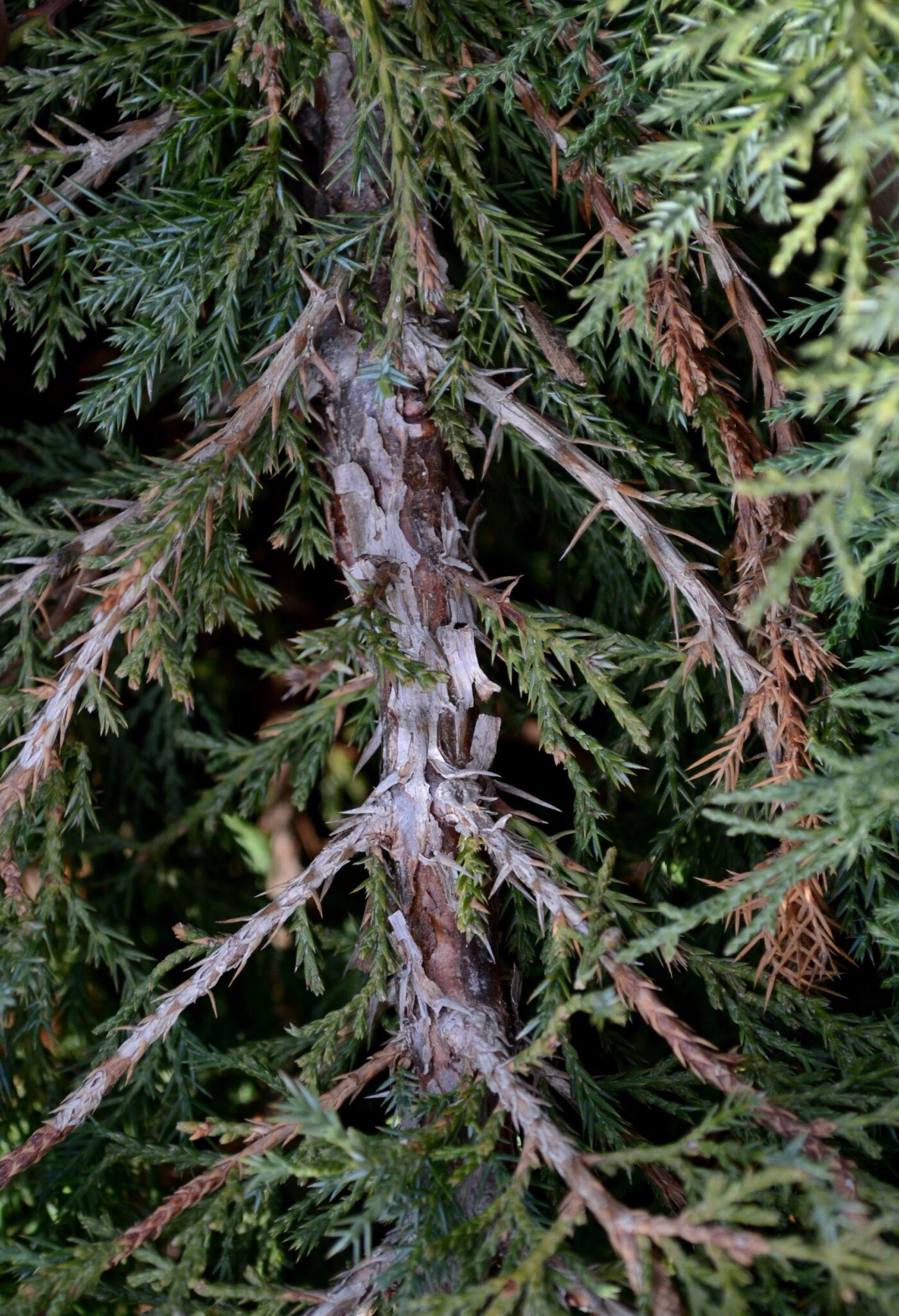 Thuja occidentalis 'Holmstrup' – Purdue Arboretum Explorer