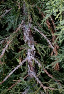 Thuja occidentalis ′Holmstrup′ - Bark