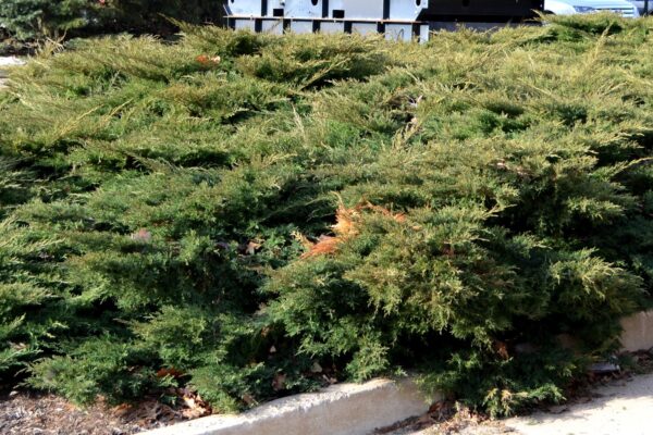 Thuja occidentalis ′Holmstrup′ - Habit