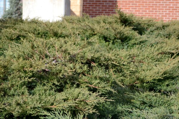 Thuja occidentalis ′Holmstrup′ - Habit