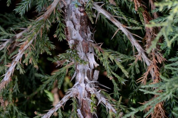 Thuja occidentalis ′Holmstrup′ - Bark