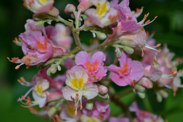 Aesculus × carnea ′Briotii′ - Flowers