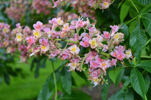 Aesculus × carnea ′Briotii′ - Flowers and Buds