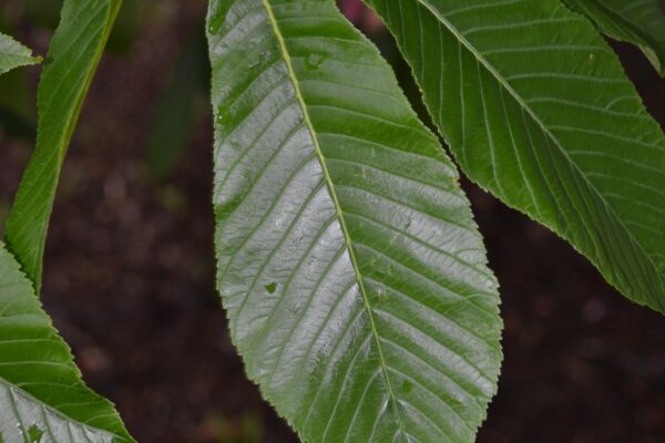 Aesculus × carnea ′Briotii′ - Foliage