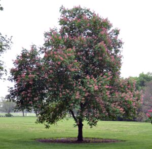 Aesculus × carnea ′Briotii′ - Flowering Overall Tree