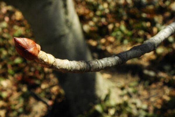 Aesculus × carnea ′Briotii′ - Bud