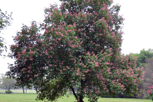 Aesculus × carnea ′Briotii′ - Flowering Overall Tree