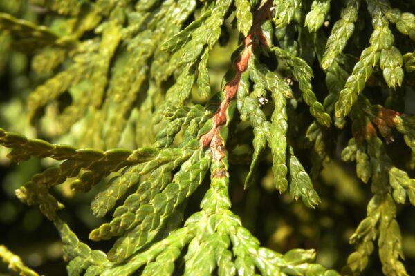 Thuja occidentalis ′Nigra′ - Foliage