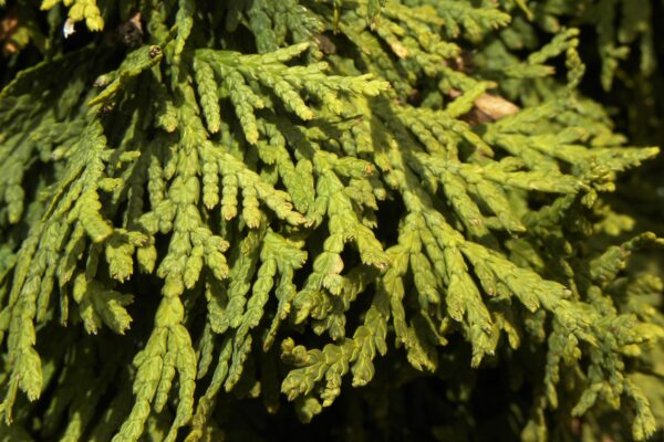 Thuja occidentalis ′Nigra′ - Foliage