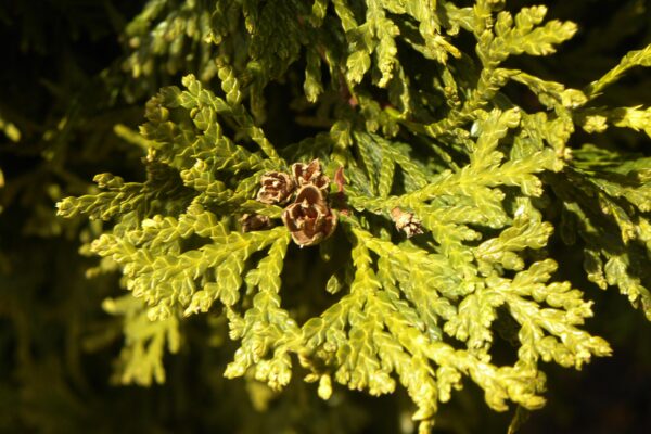 Thuja occidentalis ′Nigra′ - Foliage and Fruit