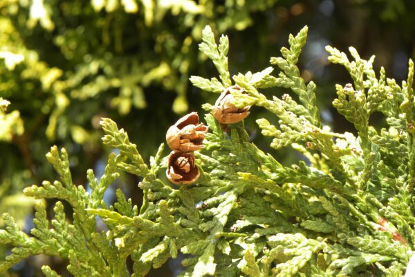 Thuja occidentalis ′Nigra′ - Foliage and Fruit