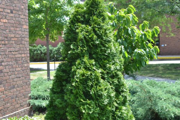 Thuja occidentalis ′Emerald′ - Habit