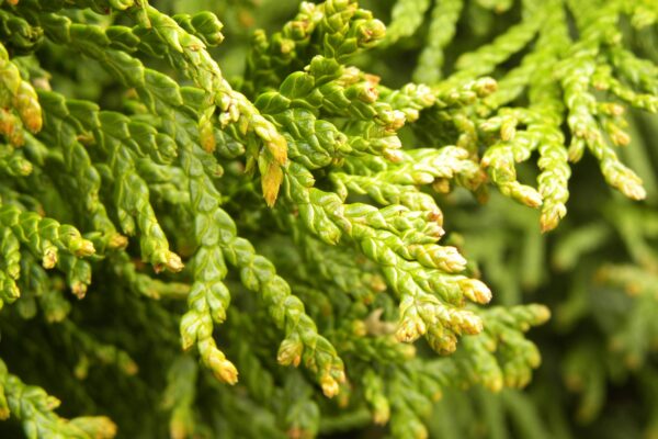 Thuja occidentalis ′Emerald′ - Foliage and Buds