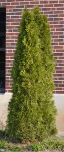 Thuja occidentalis ′Emerald′ - Habit