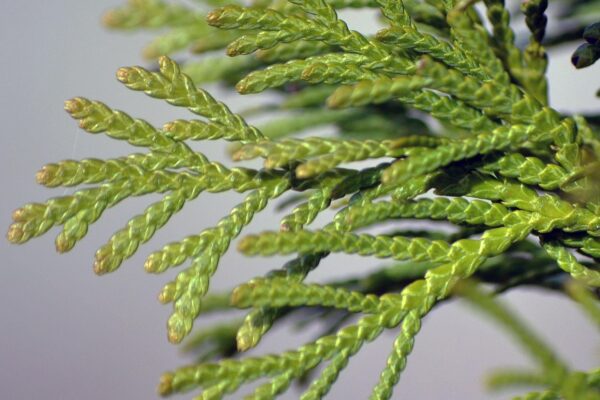 Thuja occidentalis ′Emerald′ - Foliage