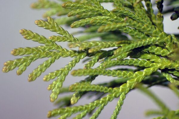 Thuja occidentalis ′Emerald′ - Foliage