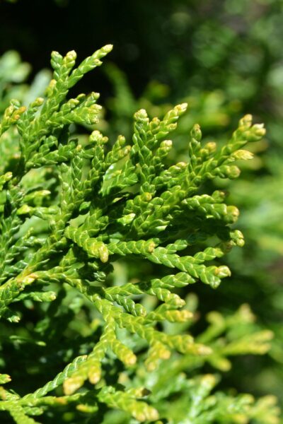 Thuja occidentalis 'Smaragd'  Purdue Arboretum Explorer