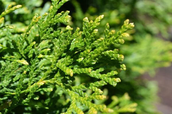 Thuja occidentalis ′Emerald′ - Foliage