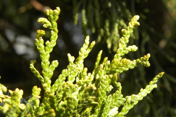 Thuja occidentalis ′Emerald′ - Foliage