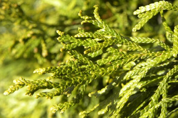 Thuja occidentalis ′Emerald′ - Foliage in Winter