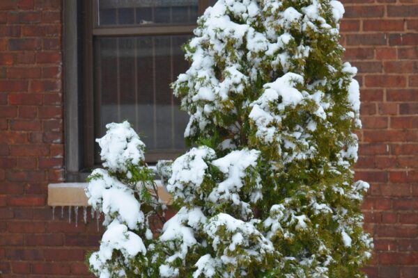 Thuja occidentalis ′Emerald′ - Plant in Winter