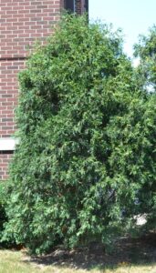 Thuja occidentalis ′Techny′ - Summer Habit