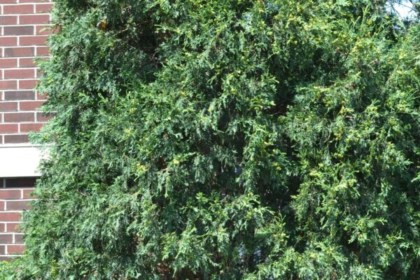 Thuja occidentalis ′Techny′ - Summer Habit