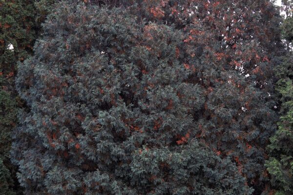 Thuja occidentalis ′Techny′ - Mature Habit