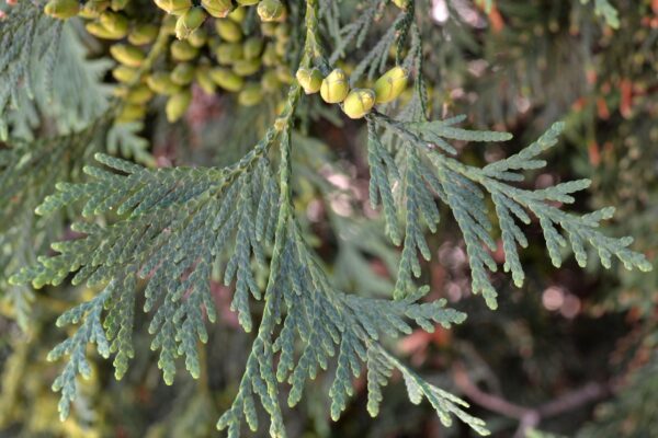 Thuja occidentalis ′Techny′ - Foliage