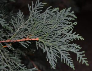 Thuja occidentalis ′Techny′ - Foliage