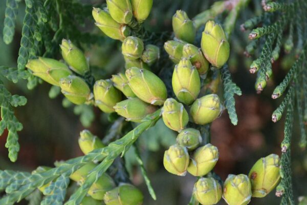 Thuja occidentalis ′Techny′ - Cones