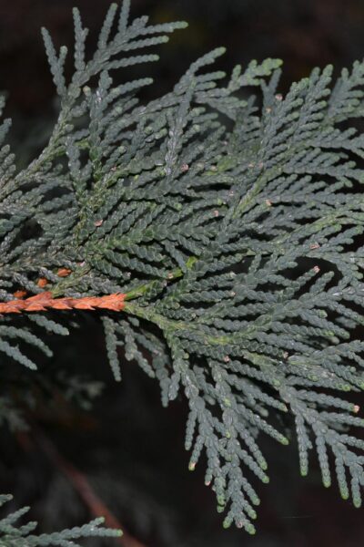 Thuja occidentalis 'Techny'  Purdue Arboretum Explorer