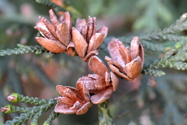 Thuja occidentalis ′Techny′ - Mature Cones