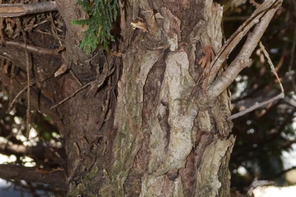 Thuja occidentalis ′Techny′ - Bark